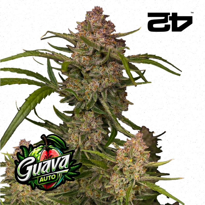 Guava Auto