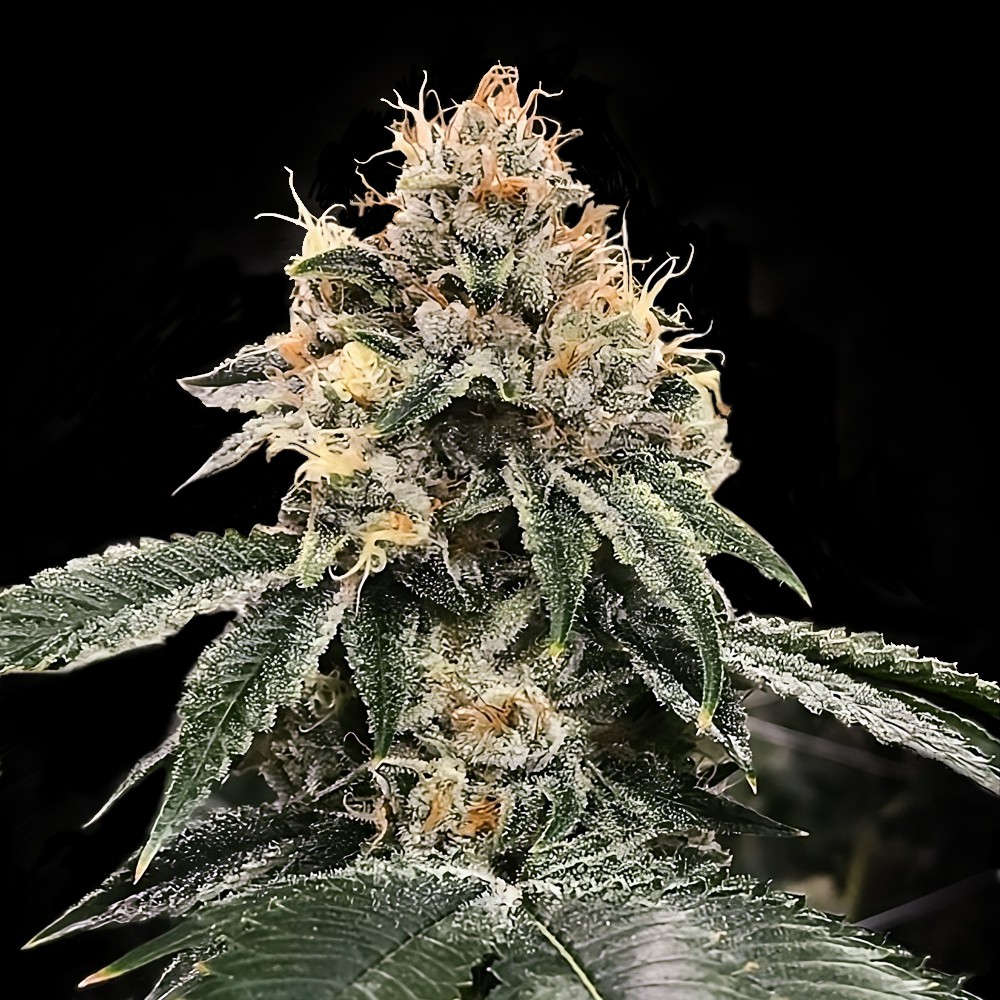 HG23 Auto