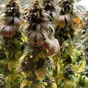 Indiana Bubble Gum S1