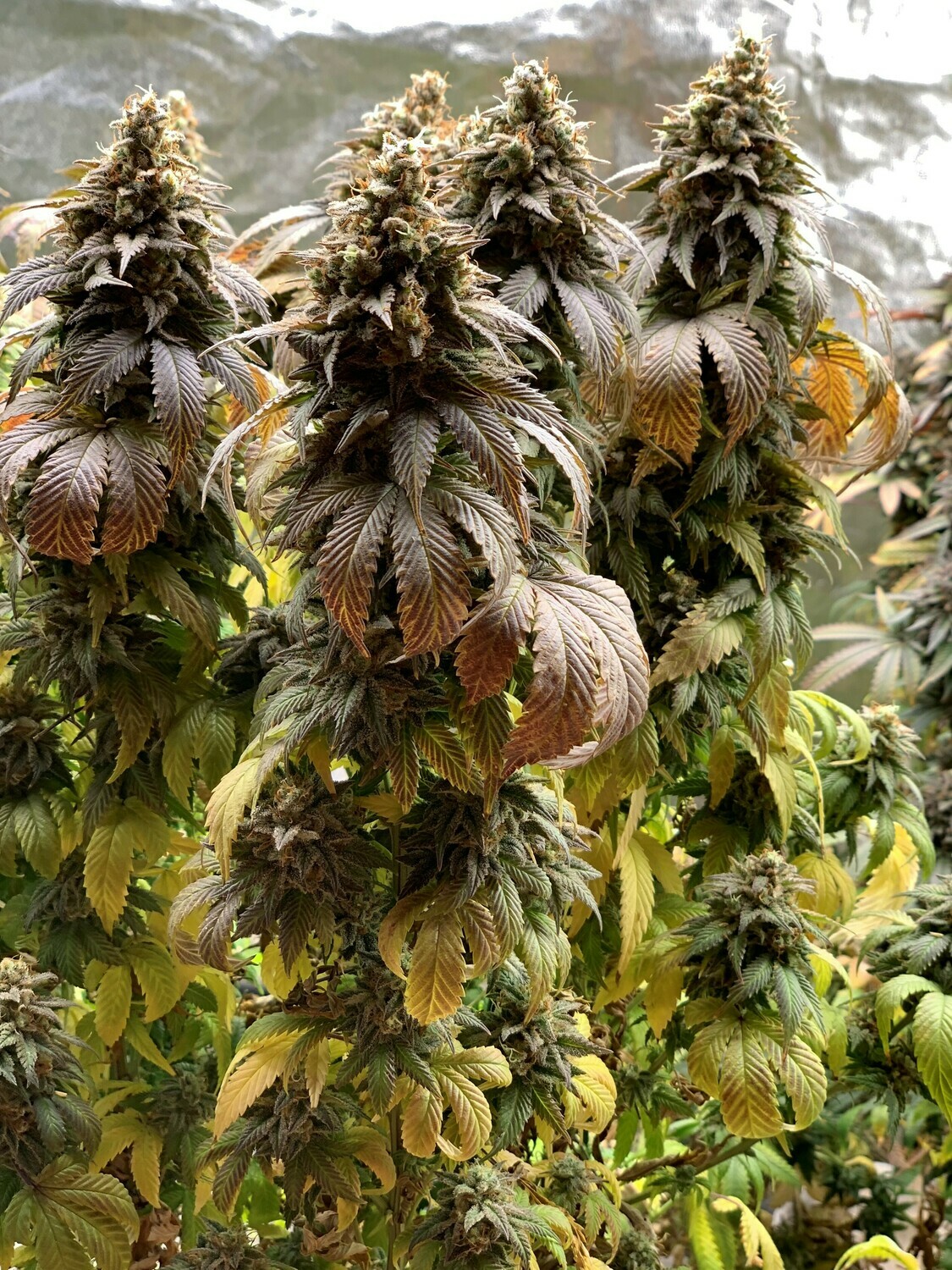 Indiana Bubble Gum S1