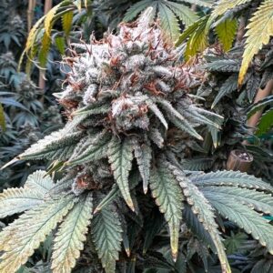 Indiana Bubble Gum BX