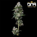 kosher-kush-dna-genetics