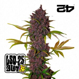 LSD-25 Auto