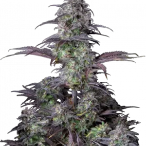 Original Blueberry Auto