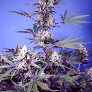 Mental Rainbow F1 Fast Version Feminized Seeds by Sweet Seeds