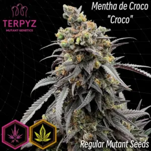Mentha de Croco 'Croco' Bx Regular