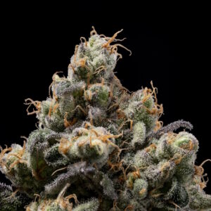 Northern Mints Regular