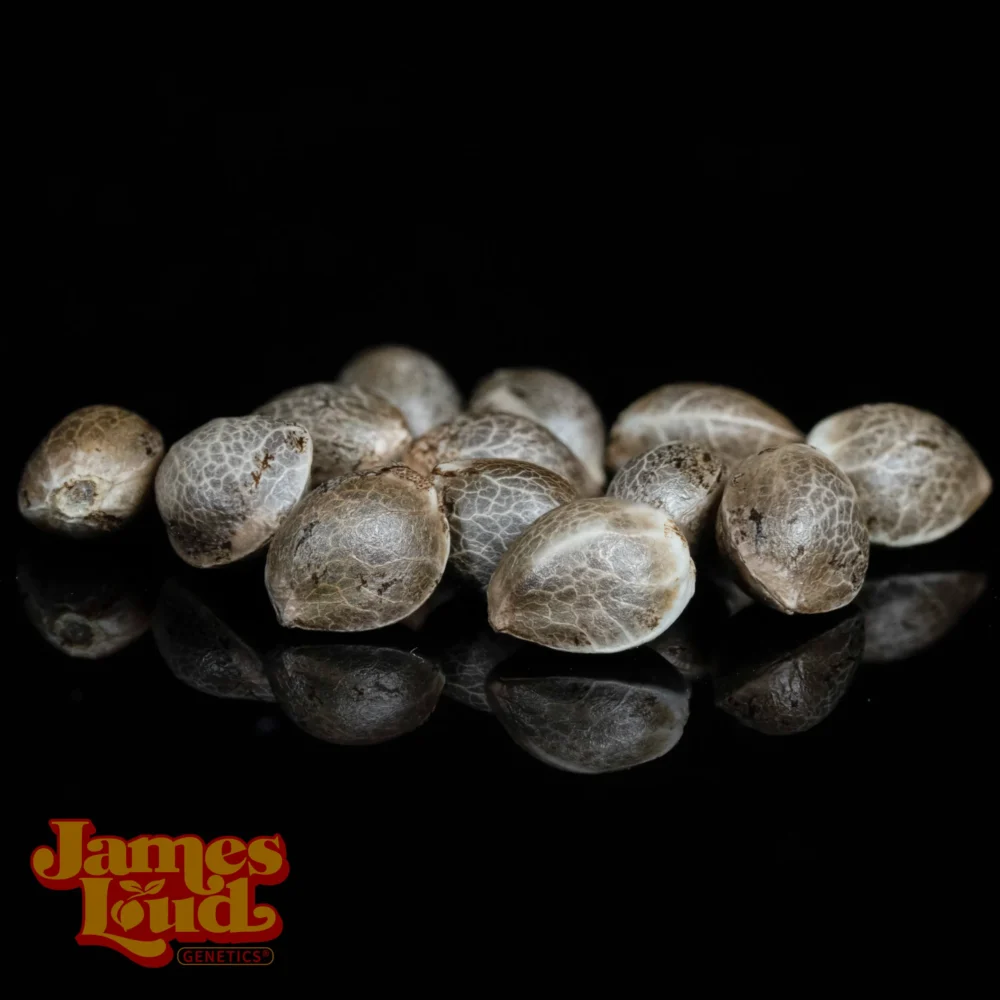 OG Kush F4 IBL Auto - Image 2