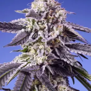 Permanent Jealousy XL Auto Seeds by Sweet Seeds