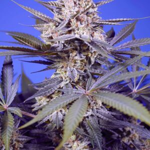 Pineapple Slush XL Auto