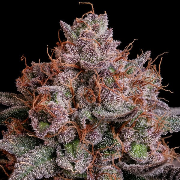 Pink Runtz - Image 2