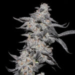 purple-cherry-popper-elev8-seeds-02