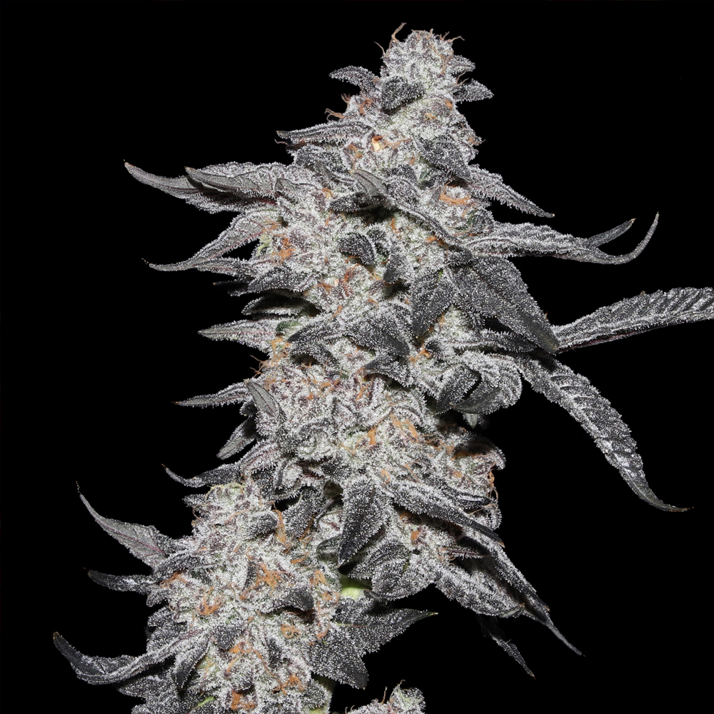 Purple Cherry Popper