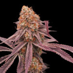 rockinghamreefer-white-blizzard