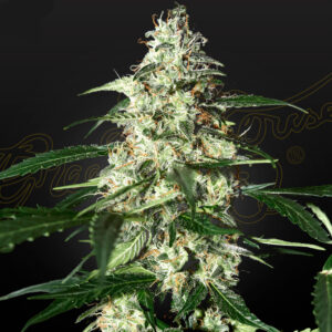 Skunk Auto  - Greenhouse