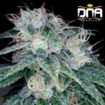 sour-diesel-dna-genetics