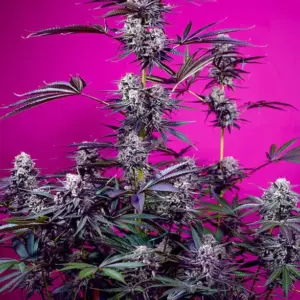 Studio 54 Stardust Auto Seeds by Sweet Seeds