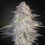 super-lemon-haze-x-pink-candy