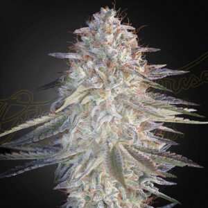 Super Lemon Haze x Pink Candy  - Greenhouse