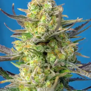Sweet Cheese XL Auto Seeds by Sweet Seeds