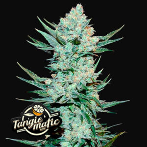 Tangie 'Matic Auto