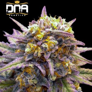 Tangielope Kush Regular