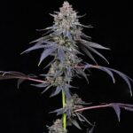 total-eclipse-feminised-cannabis-seeds-compound-genetics_xvs59iuac1lzravi