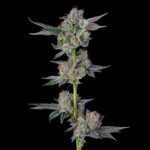 wingsuit-compound-genetics-feminized-cannabis-seeds_qheuw2fo1ddle80g