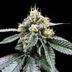 you_whoo_dna_genetics_1