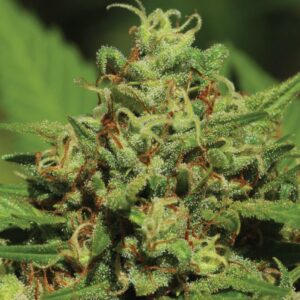 Emerald Fire OG Auto