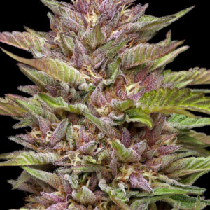 Pineapple Muffin Auto