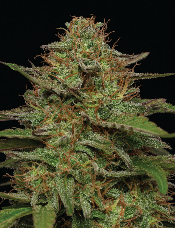 Strawberry Cheese Cake - Image 2