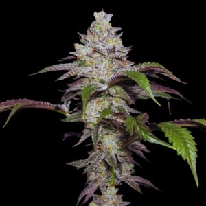 Alien OG Auto - Cannabis Seeds - Bulk Legacy