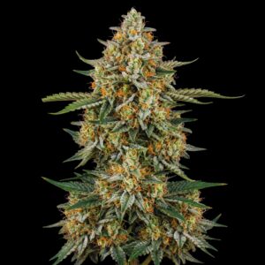 Amnesia Cannabis Seeds - Bulk Legacy