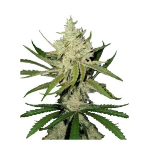 Amnesia Haze seeds