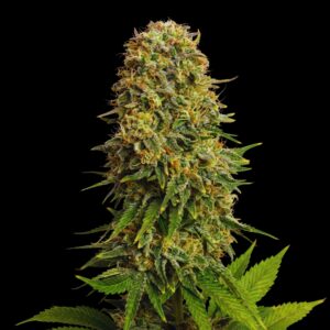 Amnesia Haze Cannabis Seeds - Bulk Legacy