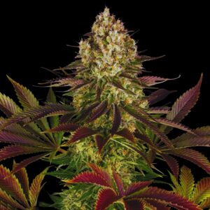 Biscotti Cannabis Seeds - Bulk Legacy