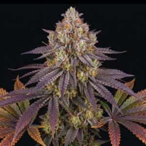 Blue Dream Cannabis Seeds - Bulk Legacy
