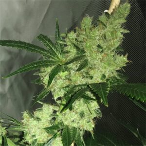 Bruce Banner seeds