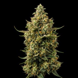 Bruce Banner Cannabis Seeds - Bulk Legacy