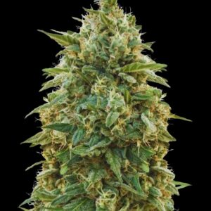 Amnesia by Bulk Legacy