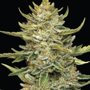 California Sour Diesel