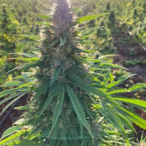 Charlotte's Dream CBD