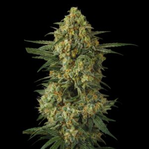 Critical Cannabis Seeds - Bulk Legacy