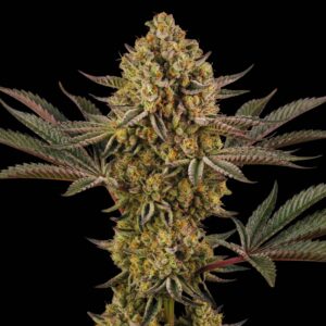 Do Si Dos - Cannabis Seeds - Bulk Legacy