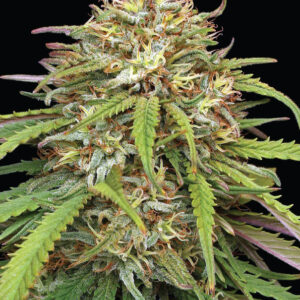 Ed Rosenthals Super High Life