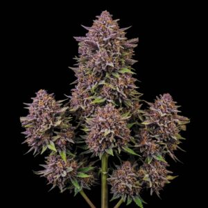 Forbidden Fruit - Cannabis Seeds - Bulk Legacy