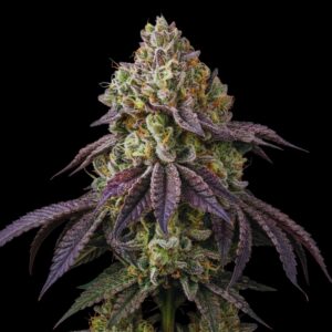 Girl Scout Cookies - Cannabis Seeds - Bulk Legacy