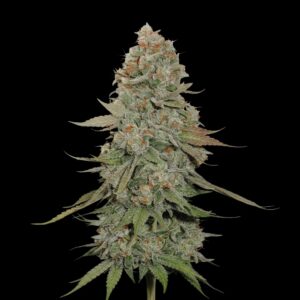 Gorilla Glue - Cannabis Seeds - Bulk Legacy