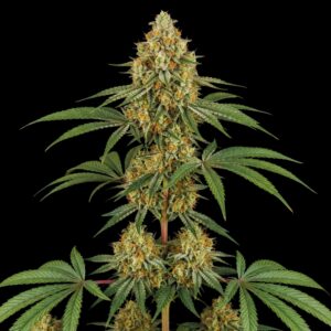Haze Auto Cannabis Seeds - Bulk Legacy